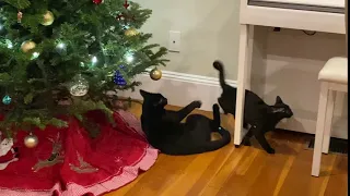 Cats fight under Christmas tree