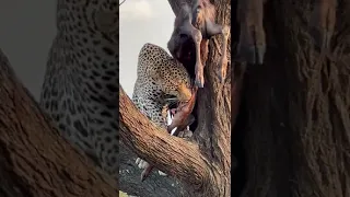 Insane Moment as Leopard Devours Impala in Tree!