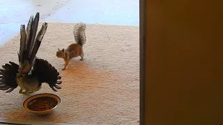 Roadrunner fends off a California ground squirrel