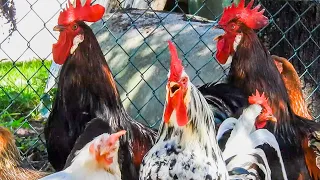Rooster Crowing Compilation 2020 - Plus Chicken Sounds and Noises in the Morning