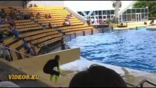 Шоу косаток - orca ocean show, loro parque, killer whales