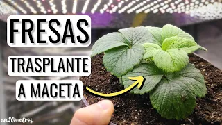 CÓMO TRASPLANTAR FRESAS para cultivo en maceta: evolución fresas por estolones || en20metros