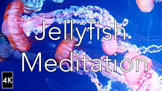 Jellyfish Meditation(4K)