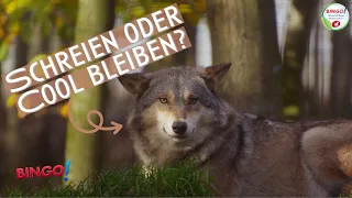 Was tun bei Wolfsbegegnungen?