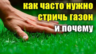 Как часто нужно стричь газон и почему, когда, зачем? Уход за газоном, сколько раз в неделю.