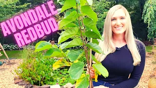 Planting An Avondale Redbud Tree - Cercis chinensis 'Avondale' | Fall Planting 2021
