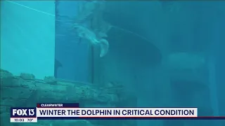 Winter the dolphin, star of 'Dolphin Tale,' in critical condition as she fights infection