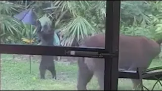 Adorable mama bear and cub play with bird feeder in backyard of Florida home