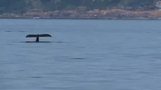 Humpback whale 2