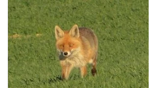 Fox hunting by calling - neck shot - polowanie na lisa - wabienie - Fuchs Jagd - Chasse Au Renard