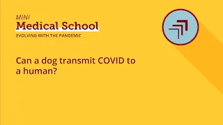 Can a dog transmit COVID to a human?