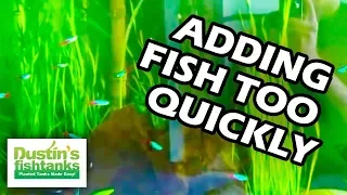 ADDING FISH TOO FAST! HOW TO NOT- Add fish to your TANK too Quickly