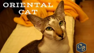 Oriental Shorthair Cat in detail 🐈