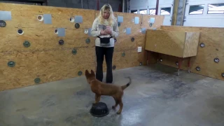 Belgian Malinois Puppy Development Class Logan Haus Kennels