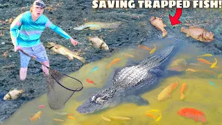 Saving Fish TRAPPED in ALLIGATOR MUD PIT!