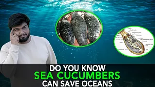 Do You Know Sea Cucumbers Can Save Oceans | Anuj Ramatri - An EcoFreak