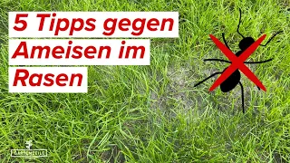 5 Tipps gegen Ameisen im Rasen 🐜 Diese Hausmittel helfen schnell gegen Ameisen!
