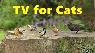 Cat TV ~ Birds at Bluebell Wood ⭐ 8 HOURS ⭐