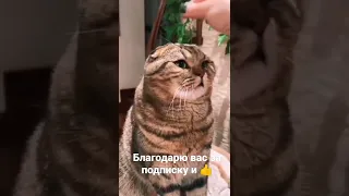 Усик отклаился)#смех #shorts #котики #юмор #omg #tiktok #trengs