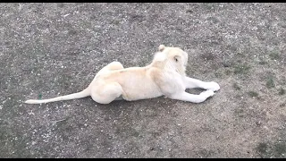 Юный прайд в большом вольере. Тайган. Young pride in a large lion enclosure. Taigan.