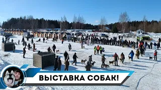 ВОЛОГОДСКАЯ ОБЛАСТНАЯ ВЫСТАВКА СОБАК ОХОТНИЧЬИХ ПОРОД 2024!