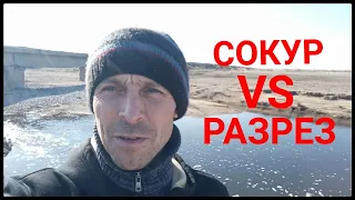 Сокур или Разрез. Где клюёт?