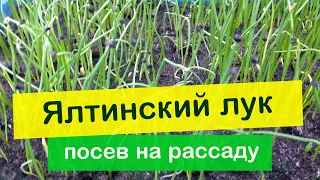 Ялтинский лук. Посев на рассаду.