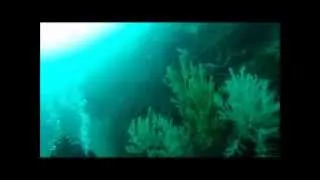 Diving in Azores with Best Spot - São Miguel Island