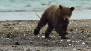 Медведи Камчатки. Начало жизни (Kamchatka Bears. Life Begins) - Film Trailer