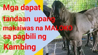 Mga dapat tandaan upang makaiwas na maloko sa pagbili Ng kambing