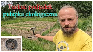 Turkuć podjadek - pułapka ekologiczna na szkodnika ogrodu - Ogrodowe pierdamony 152