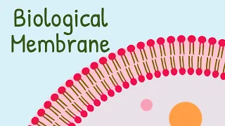 Biological Membrane and Fluid Mosaic Model