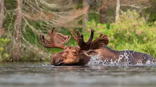 (2) Adirondack Moose, from Helldiver Pond