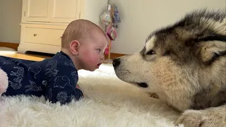 This Is Adorable! Husky Teaches Baby To Roll Over! (Cutest Ever!!)