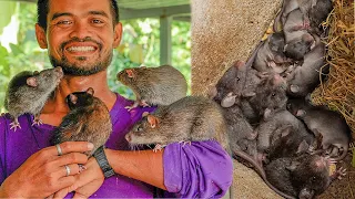 How to Raise and Create House for Big Rats in My Village - Rat Farm