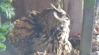 Kassiakk::Eagle Owl~Crows are harnessing Hanna & Hugo~7:39 am 2024/04/27