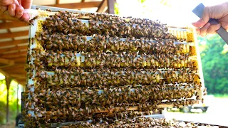 ローヤルゼリーを大量生産するプロセス。日本一の養蜂場。