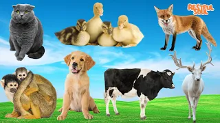 Happy Animal Moment, Familiar Animals Sounds: Cat, Duck, Monkey, Fox, Cow, Moose - Animal Paradise