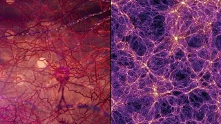 Unveiling the Universe: Is Everything Alive?