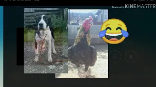 Петух 🐓 Только по ржать 😂 😂 😂 😂 алабай 🐶 😂