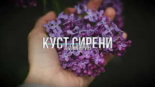 Куст сирени А.И. Куприн