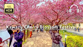 Kawazu Cherry Blossom Festival Walking Tour - Shizuoka Japan [4K/HDR/Binaural]
