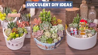 8 Succulent DIY Ideas