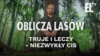 Truje i leczy - niezwykły cis | Oblicza lasów #35