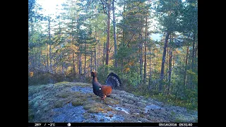 The old capercaillie is back on a new playground.