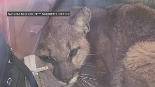 Mountain lion safely removed after wandering into classroom at Pescadero High School