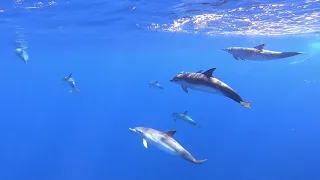 Whale and Dolphin Watching Madeira Island