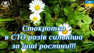 Стокротка в сто разів сильніша за інші рослини!!!🌺