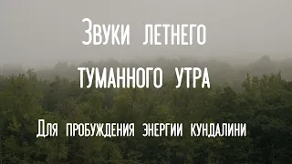 Звуки природы | Летнее утро | Звуки для успокоения