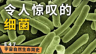 原核生物 丨 《宇宙自然生命简史》第四十七集：你知道吗？你肚子里有数以亿计的细菌！